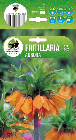 FRITILLARIA SZACHOWNICA AURORA 18/20 1 SZT