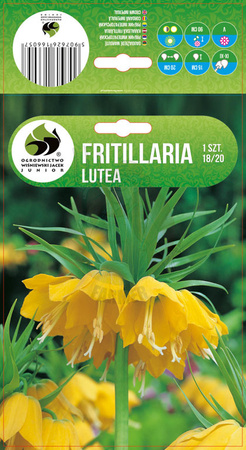 FRITILLARIA SZACHOWNICA LUTEA 18/20 1 SZT