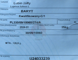 Łubin żółty Baryt