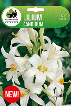 LILIA CANDIDUM 16-18 1SZT.