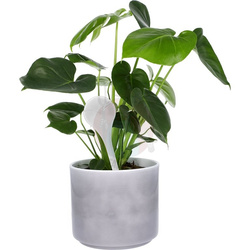 Kule nawadniające do roślin - 2 szt.