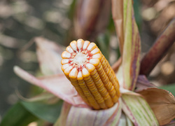 Kukurydza Skarb + Korit 420 FS