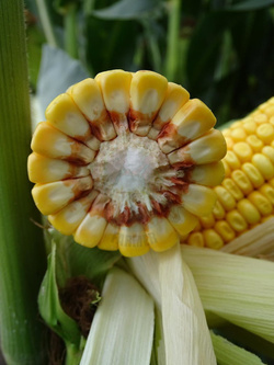 Kukurydza Piaff kwalifikat C1 + Korit 420 FS