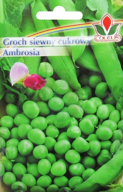 GROCH SIEWNY CUKROWY AMBROZJA 50g