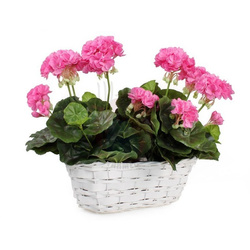 Balkonówka wiklinowa biała 34x14x12