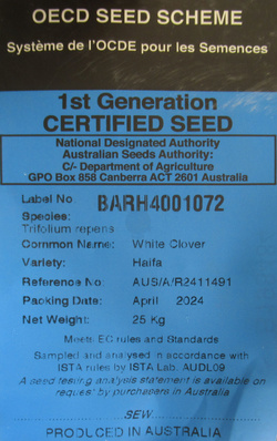 Koniczyna biała Haifa kwalifikat C1 nasiona