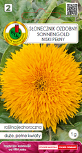 Słonecznik ozdobny niski żółty Sonnengold 1 g PNOS