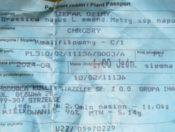 Rzepak Ozimy Chrobry C1