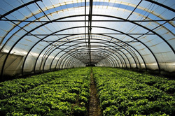 Folia tunelowa UV3 6x33 m (cena za mb)