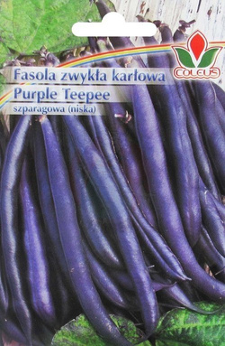 Fasola zwykła karłowa Purple Teepee 20 g