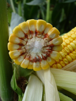 Kukurydza Piaff kwalifikat C1