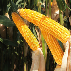 Kukurydza siewna Amavit KWS kwalifikat C1 nasiona