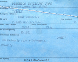 Pszenica jara Tybalt nasiona kwalifikat C1