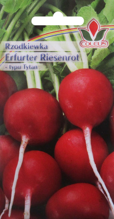 Rzodkiewka Eerfurter Riesenrot 10 g nasiona Coleus