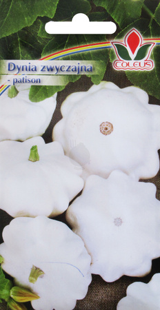 Dynia zwyczajna patison Patina 5 g nasiona Coleus