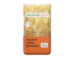 Żyto Dańkowskie Avanti