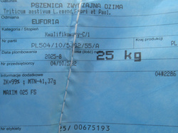 Pszenica ozima Euforia