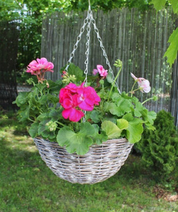 Kosz wiszący wiklinowy na kwiaty 29x29x13