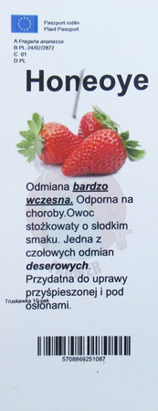 Truskawka sadzonka