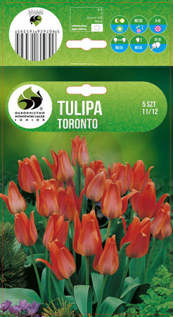 TULIP TORONTO 11/12 5 PCS