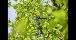 Nożyce akumulatorowe teleskopowe do gałęzi HighCut 250/18V P4A – zestaw