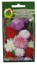 ASTER CHRYZANTEMOWY MIESZANY 0,8g