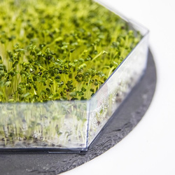 Kiełkownica wielopoziomowa Niezłe Ziółko - Zestaw (745750)