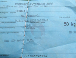 Pszenica jara Tybalt