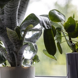 Kula nawadniająca potrójna (trzykomorowa), przezroczysta bezbarwna, 600 ml (720990)