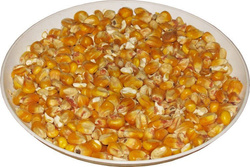 Kukurydza Paszowa 25 kg