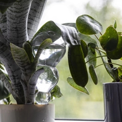 Kula nawadniająca potrójna (trzykomorowa), przezroczysta bezbarwna, 600 ml (720990)