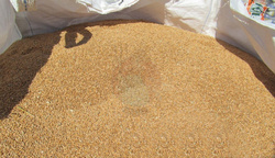 Pszenica paszowa 20 kg