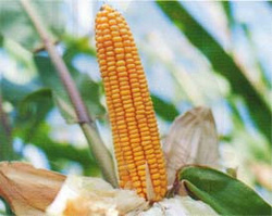 Kukurydza Tonacja + Korit 420 FS + Force 20 FC