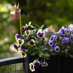 Kula nawadniająca potrójna (trzykomorowa), przezroczysta bezbarwna, 600 ml (720990)