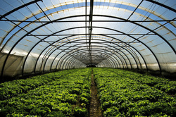 FOLIA TUNELOWA UV4 12x33 m (cena za mb)