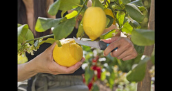 Nóż do ziół i warzyw VeggieCut