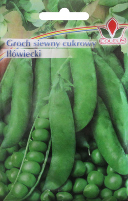 Groch Iłówiecki 50 g nasiona Coleus