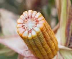 Kukurydza Ameca + Korit 420 FS + Force 20 FC