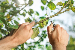 Nóż ogrodowy - szczepak