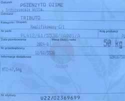 Pszenżyto ozime Tributo