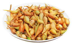 CEBULA DYMKA WOLSKA 1 0,5kg