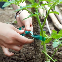 Taśma do podwiązywania roślin PVC, 1,2 cm x 40 m (722505)