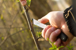 Nóż ogrodowy - okulizak