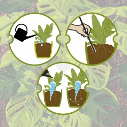 Kula nawadniająca potrójna (trzykomorowa), przezroczysta bezbarwna, 600 ml (720990)