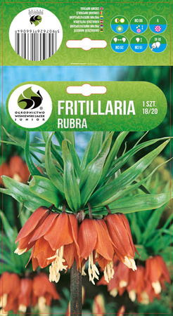 FRITILLARIA SZACHOWNICA RUBRA 18/20 1 SZT