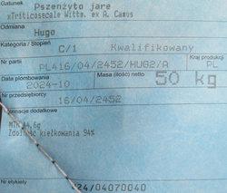 Pszenżyto jare Hugo nasiona kwalifikat C1