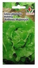 SAŁATA GŁOWIASTA KRÓLOWA MAJOWYCH 2g