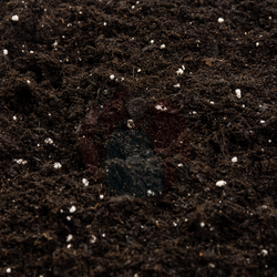 Podłoże do wysiewu i pikowania Compo Sana 20 l