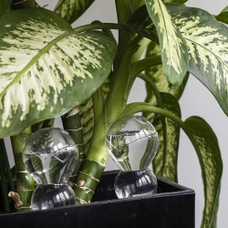 Kula nawadniająca potrójna (trzykomorowa), przezroczysta bezbarwna, 600 ml (720990)