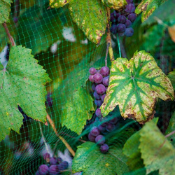 Siatka przeciw ptakom 8x14 m